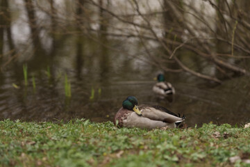 Male common duck resting on a lake or pond coast