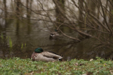 Male common duck resting on a lake or pond coast