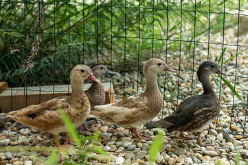 Group of mandarin ducks on the zoo