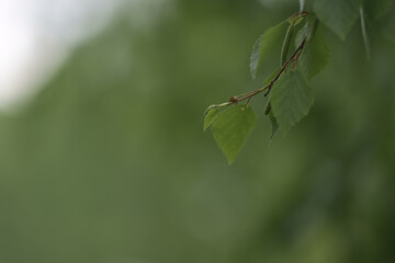 Fresh green birch leaves in late spring or summer