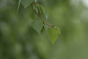 Fresh green birch leaves in late spring or summer