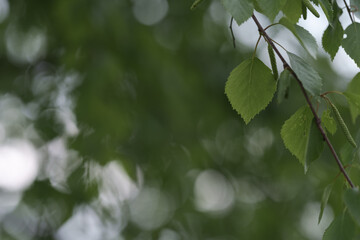 Fresh green birch leaves in late spring or summer