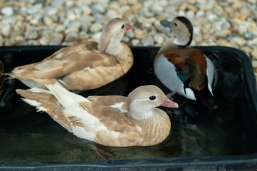 beautiful mandarin ducks on the water