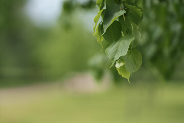 Fresh green linden leaves in late spring or summer