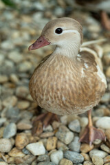 Portrait of young brown mandarin duck - female