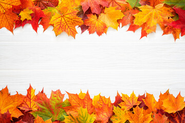 Top table view on multi-colored bright maple leaves on a white wooden background. Bright colored...