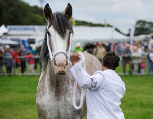 Rose grey mare horse and handler in show competition