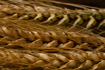 Wheat ears detail. Cereals for backery, flour production