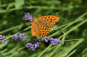 Imperial mantle, Argynnis paphia
