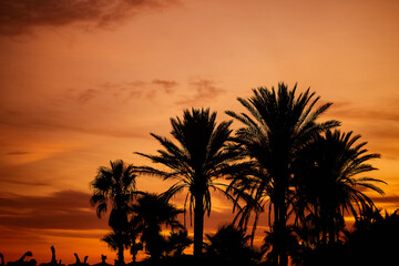 Palm trees on the beach in Marbella. Andalusia. Luxury vacation by the sea. Spain, Marbella, a beach with palm trees in a resort town on the Costa del Sol in the Mediterranean Sea. Marbella sunset