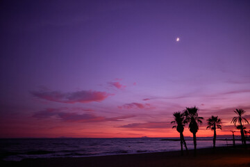 Palm trees on the beach in Marbella. Andalusia. Luxury vacation by the sea. Spain, Marbella, a...