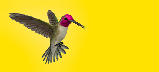 3d illustration of cute hummingbird on colored background 