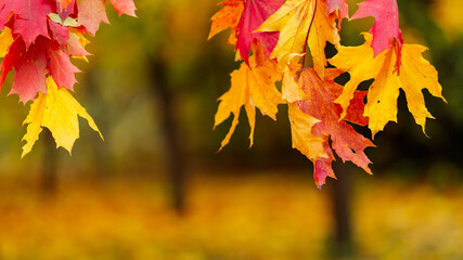 Colorful autumn leaves and blurred park background. Autumnal leaves, red and yellow maple foliage