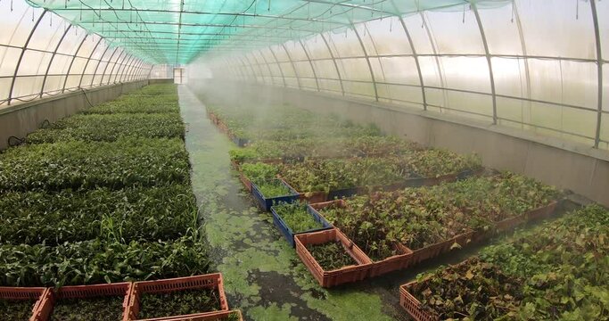 Irrigation system in a modern greenhouse. Automatic watering of plants in the greenhouse