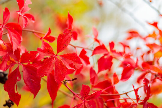 Red autumn leaves. Warm autumn background with red-orange leaves of wild grapes. Colors of autumn