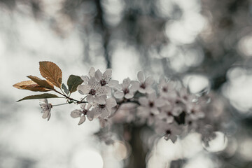 cherry blossom 