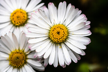 Fototapeta premium Bellis perennis flower. Daisy blooms in spring