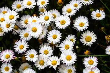 Bellis perennis flower. Daisy blooms in spring © Vlad Ispas