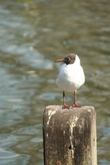 black headed gull