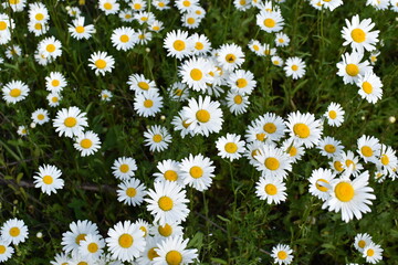Daisies in the field illuminated by the sun.Summer background.Toned