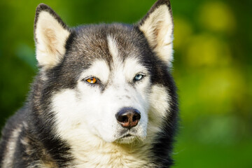 siberian husky dog