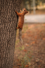 squirrel in the tree