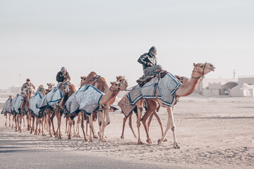 Men riding camel caravan in Qatar