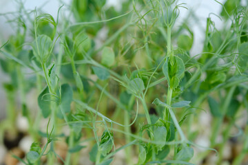 sprouts of peas