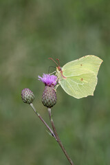 Common brimstone butterfly (Gonepteryx rhamni).