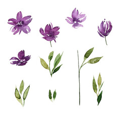 Set of watercolor design elements of the garden rose collection dark blue flowers, leaves, green branches, botanical illustration, isolated on a transparent background	