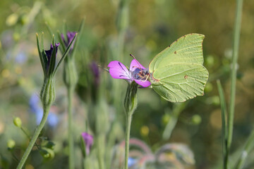 Common brimstone butterfly (Gonepteryx rhanmi) on corn-cockle.