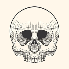 Skull in retro vintage, engraving style design. skeleton sketch tattoo and tshirt design template.