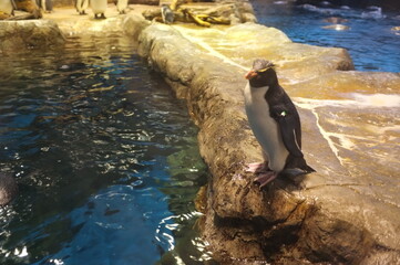 下関市立しものせき水族館 海響館のフンボルトペンギン