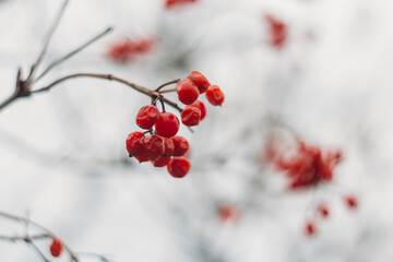 Bright red bunches of viburnum on a branch in late autumn. Useful sour berry for treatment. Sampling focus