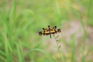 The golden yellow dragonfly sucks the water from the flower.