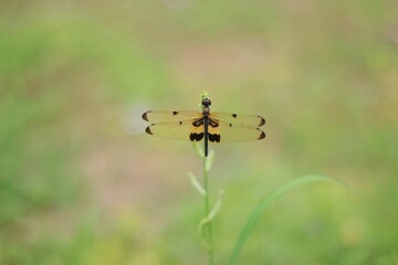 Golden body dragonfly, clear wings, yellow stripes, perched on top of flowers.