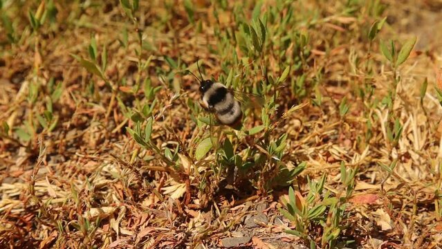 Bumblebee resting on the grass.
Close up of a red tailed Bumble bee. Bombus cullumanus ssp.
Detail insect.
Insects, bugs, bug.
Wild nature, wildlife, Honey, Honeybee, bees.
Animals, animal