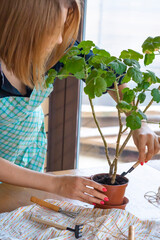 A girl in an apron takes care of a homemade geranium flower in the room. Care and transplanting of...