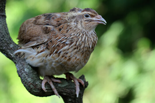 A Japanese quail is perched on a dry tree branch. This bird from Java Island, Indonesia has the scientific name Coturnix coturnix japonica.