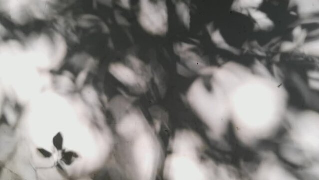 The light and shadow that the trees cast on the wall form abstract patterns.