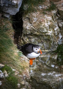 Puffin Bird Perched In Bempton Cliffs