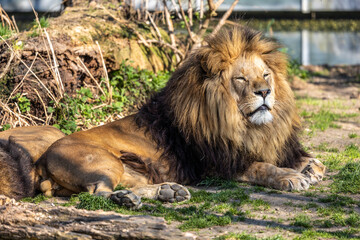 The lion, Panthera leo is one of the four big cats in the genus Panthera