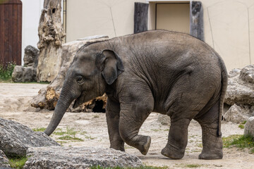 Fototapeta premium A young little Asian elephant, Elephas maximus also called Asiatic elephant