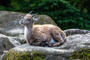 Male mountain ibex or capra ibex on a rock living in the European alps
