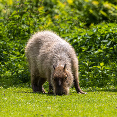 Fototapeta premium Capybara, Hydrochoerus hydrochaeris grazing on fresh green grass