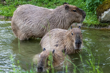 Capybara, Hydrochoerus hydrochaeris grazing on fresh green grass