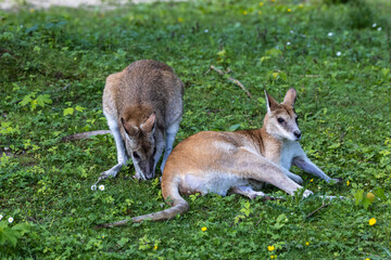 The agile wallaby, Macropus agilis also known as the sandy wallaby