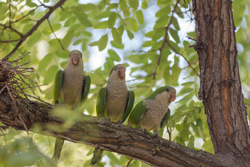 Monk Parakeet (Myiopsitta monachus) 