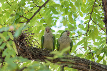 Monk Parakeet (Myiopsitta monachus) 