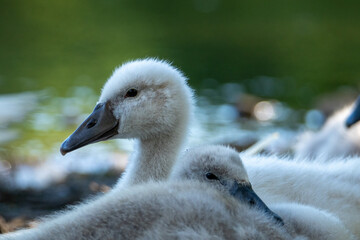 close up of a swan baby
